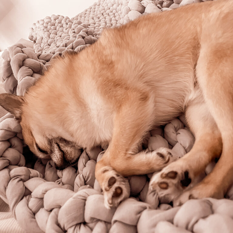 Pomchi puppy sleeping on Nuzzie weighted blanket